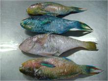 Fresh parrot Fish/Sea Food!