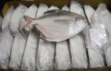 Fresh Frozen White  Silver   Pomfret   Fish 