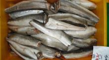 Fresh Frozen Hake  Whole   Fish , Frozen Hake  Fish  Fillet Hake
