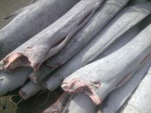 Frozen black  marlin   fish  in stock