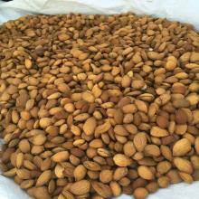 Raw Natural Almond Nuts for Sale