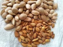 "Almond Nuts, Best Quality Almond Nuts