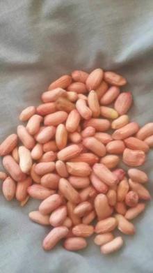 Almond Nuts , Pistachio Nuts, Cashew Nuts, Pecan Nuts, Macadamia Nuts, Walnuts Origin of America