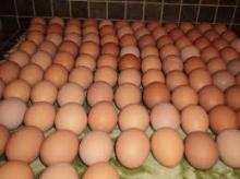 Fresh Eggs !!!