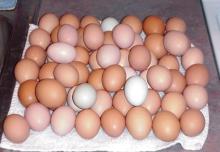 High Quality Organic Fresh table chicken egg white and brown