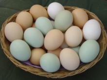  fresh  table  eggs  available for  sale , fresh   white   eggs  for  sale 