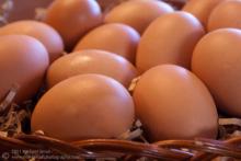 Fresh Fertile Ostrich and Quail Eggs Available