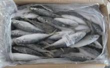 FROZEN SEA FOOD