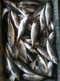 sell Whole Frozen horse Mackerel