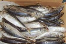 Fresh Frozen Horse Mackerel Fish/whole round big eye