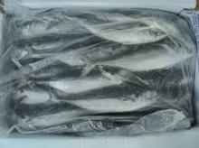 100%FROZEN HORSE MACKEREL FISH WHOLE ROUND
