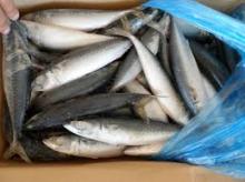 Fresh and Frozen Horse Mackerel Fish for sale