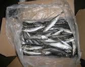 HORSE MACKERE high quality frozen fish