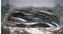 Quality Frozen Horse Mackerel from sea