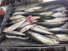 Frozen Bait fish 80/100pcs sardine for bait on sale