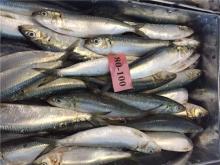 Bait fish sardine frozen sardine for tuna bait wholesale