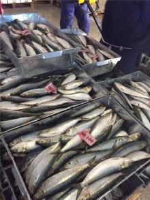Frozen sardine Chinese sardines wholesale sardines from sardines factory