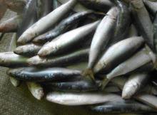 Sardines whole round frozen sardine fish from sardine supplier