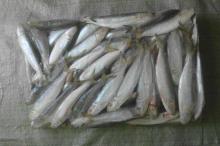 Sardines frozen whole round 140/150pcs frozen sardine from sardine companies