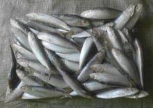 Frozen bait fish Frozen whole sardines sardine fish for sale