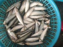 Chinese sardine best sardines whole frozen sardine wholesale for human use