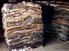 Cow Meat /Raw Salted Cow Hide Skin