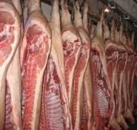 Frozen buffalo carcass.