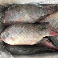 800-1000G Tilapia Fish Whole