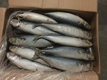 Frozen Blue Mackerel Fish/Chub Mackerel