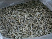 frozen Salted Anchovy fish