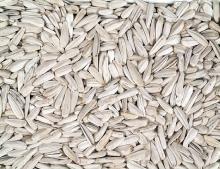 White Sunflower seeds