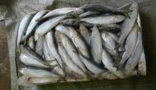 Frozen sardines frozen fresh sardine fish sardine for tuna bait