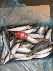Fish indian sardine frozen fish indian sardine oil sardine wholesale
