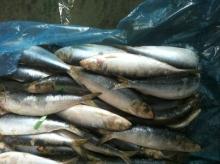 Fish sardines Frozen sardine whole foods best sardine in the world