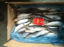Frozen wholesale sardine fish indian sardines W/R frozen sardine