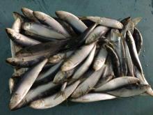 Fresh frozen sardine frozen sardines bait sardines for bait