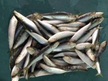 Sardinella fish longiceps sardine fish frozen sardine for bait
