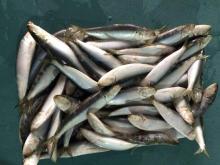 frozen sardine for fishing bait/sardinella longiceps,China jx price  supplier - 21food