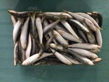 Fish oil sardine  raw   material  sardine wholesale sardine 120/140