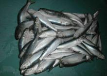 Round sardine fish W/R frozen sardine fish freeze whole sardines