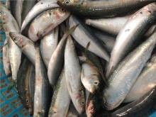 Frozen sardines fish frozen sardines whole sardines for fishing bait