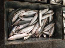 Sardines fish frozen fresh sardine frozen sardine fish wholesale