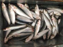 High quality 120-140Pcs bait sardine frozen bait sardines