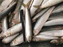 Bait sardine fish sardines fish bait sardines from Fujian China