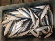 Frozen sardines bait fish sardinella longiceps export to Fiji