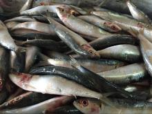 Canned fish sardines frozen oil sardine from oil sardines factory