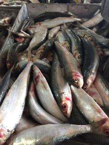 Raw sardine frozen sardine canned fish for canning mill