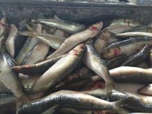 8/10pcs raw sardine fish sardine wholesale for canned mill