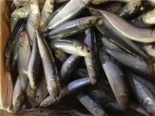 Canned fish oil sardine indian sardine indian oil sardine