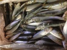 Good price canned fish sardine frozen sardine for canning